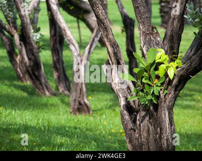 Epiphyte plant growing on a tree. Negative space on the left. Stock Photo