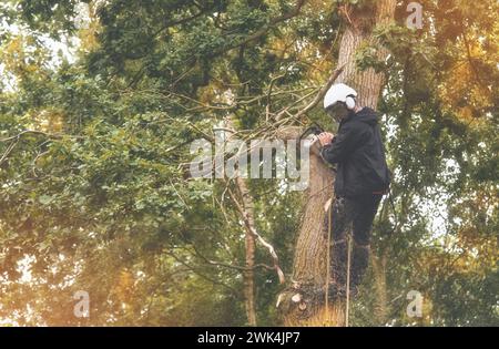 Arborist climbing up the tree and cutting branches off with small petrol chainsaw Stock Photo