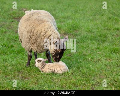 Lambing time in the Yorkshire Dales.  A newborn lamb, born in February, early in the season and being nuzzled by her mother.  Concept: A mother's love Stock Photo