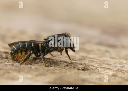 Detailed closeup on a female Large- headed armoured resin bee, Heriades truncorum sitting on a piece of wood Stock Photo