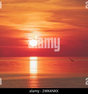 Sun in deep red and orange clouds over sea horizon reflecting in water with seagull flying by Stock Photo