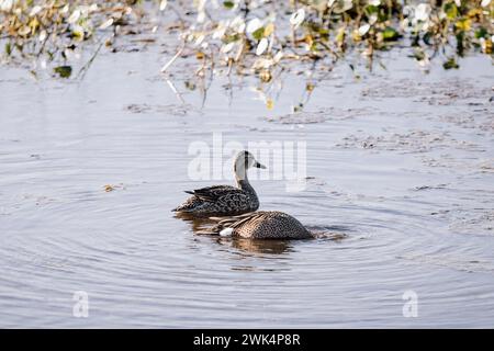 Female and male blue-winged teal at Orlando Wetlands, Florida Stock Photo