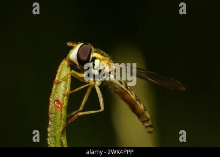 Forest insect, forest bee, in a large enlargement in the natural environment Stock Photo