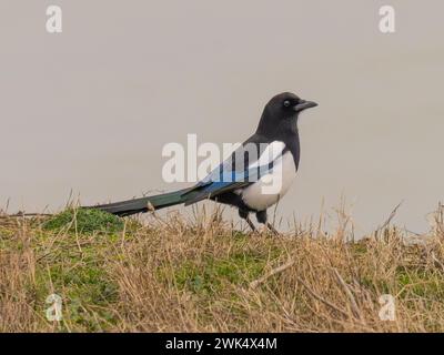 A Eurasian magpie or common magpie, Pica pica, perched on top of a cliff. Stock Photo