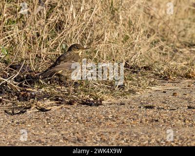A European rock pipit, Anthus petrosus, or simply rock pipit. Stock Photo