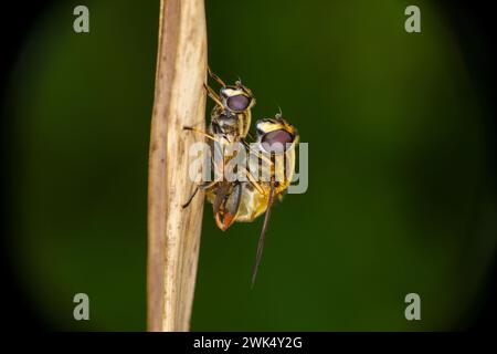 Mating Helophilus hybridus Family Syrphidae Genus Helophilus Wooly tailed marsh flies wild nature insects wallpapeer, picture, photography Stock Photo