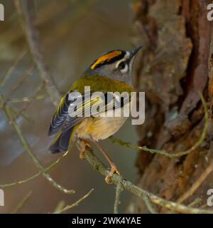 A Madeira firecrest, also known as Madeira kinglet, or Madeira crest, Regulus madeirensis, which is endemic to the island of Madeira. Stock Photo