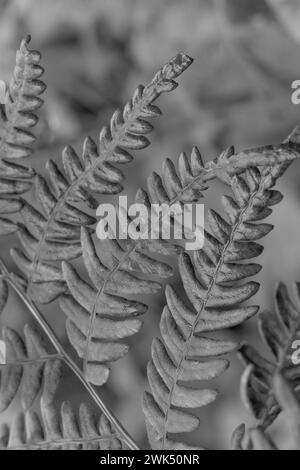 Fern white and black photography - image for living room wallpaper Stock Photo