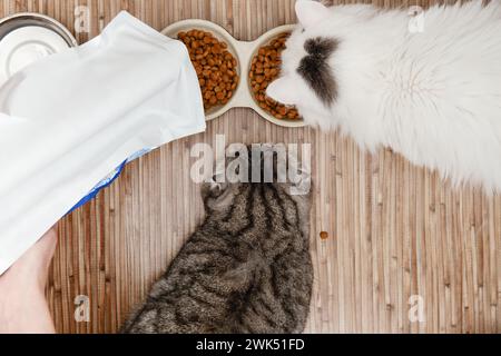 Top view of cat feeding,two cats waiting feeding from owner, owner fulling cat bowls by cat dry food.Cat care and feeding Stock Photo