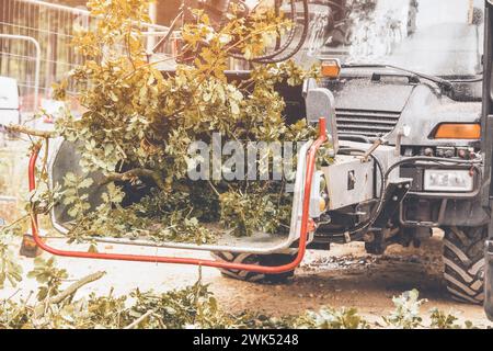 Arborist using a wood chipper machine for shredding trees and branches. The tree surgeon is wearing a safety helmet with a visor and ear protectors Stock Photo