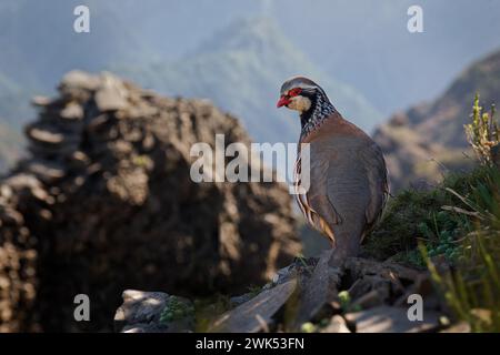 Red-legged partridge -Alectoris rufa gamebird in the pheasant family Phasianidae of the order Galliformes, gallinaceous birds, standing on the top of Stock Photo