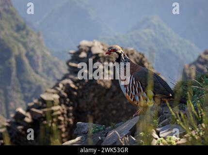 Red-legged partridge -Alectoris rufa gamebird in the pheasant family Phasianidae of the order Galliformes, gallinaceous birds, standing on the top of Stock Photo
