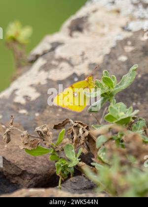 The underwing of a clouded yellow butterfly, Colias croceus. Stock Photo