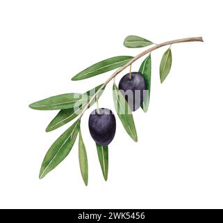 Branch with black olives. Watercolor hand drawn illustration isolated on white background Stock Photo