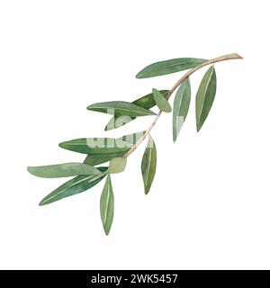 Watercolor olive branch with leaves, green and black olives. Hand ...