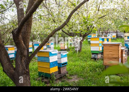 Beehives in the garden of a blooming apple orchard development of bees in the spring. Spring works of beekeepers Stock Photo