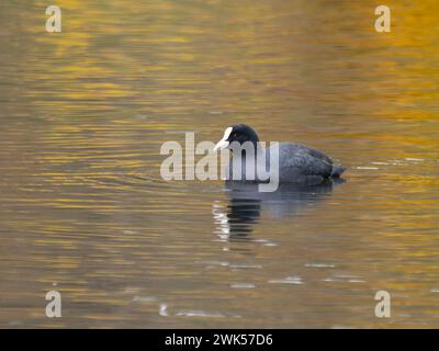 A Eurasian coot or common coot, Fulica atra, paddling on a pond. Stock Photo