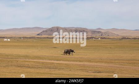 A single yak roams through the Mongolian plains and grazes, white yurts stand in front of a mountain range in the background. Stock Photo