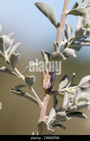 Carolina praying mantis (Stagmomantis carolina) egg case (ootheca) Stock Photo