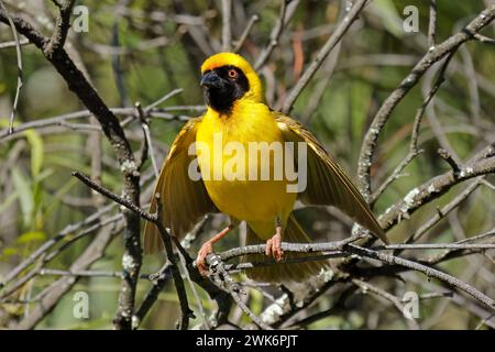 A male southern masked weaver (Ploceus velatus) perched on a branch, South Africa Stock Photo