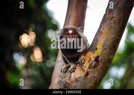 Portrait of a White-Tufted Marmoset (Callithrix jacchus) on a Tree - Rio de Janeiro, Brazil Stock Photo