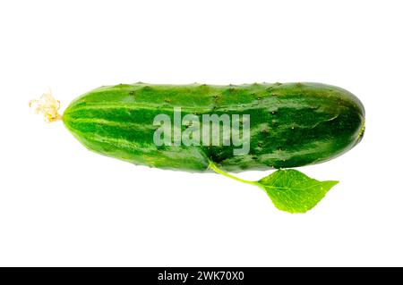 Organic green cucumber with leaf growing from hand like vegetable, isolate. Selective Focus on Cucumber. Stock Photo