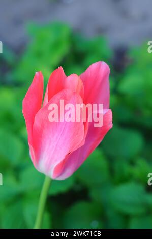 Pink tulip bud behind delicate petals on green background with selective focus Stock Photo