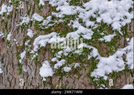 Moss and snow on the bark of a tree, Thuringia Germany Stock Photo
