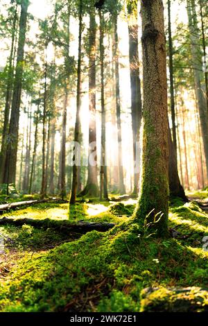 Sunlight shines through the forest and illuminates the green moss on the ground, Unterhaugstett, Black Forest, Germany Stock Photo