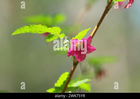 Salmonberry Blossom (Rubus spectabilis) Stock Photo
