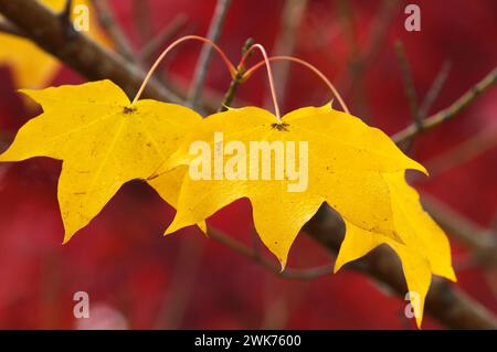 Cappadocian Maple leaves (Acer cappadocicum) - bright yellow leaves in the fall. Manning Park, B. C., Canada. Stock Photo