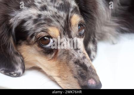 dapple dachshund with sad eyes looking up Stock Photo