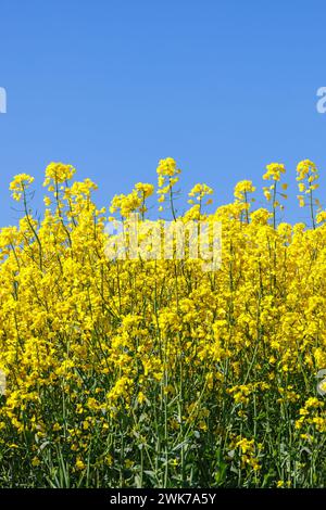Flowering rapeseed field a sunny summer day Stock Photo