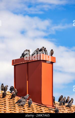 Western Jackdaws birds on a chimney at a house roof Stock Photo