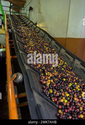 Olesa oil mill, of the Olesa agricultural foundation. Detail of the machines with which olive oil is extracted (Olesa de Montserrat, Barcelona, Spain) Stock Photo