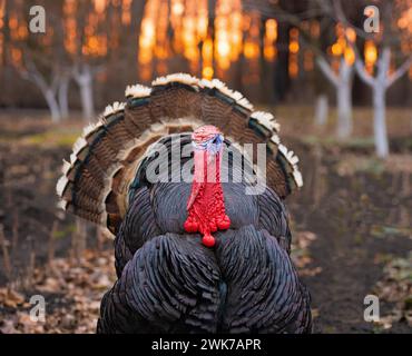 Bronze turkey at sunset in the village. Stock Photo