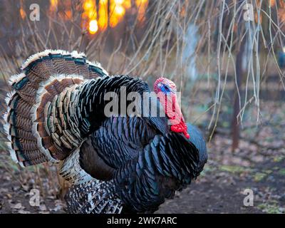 Bronze turkey at sunset in the village. Stock Photo