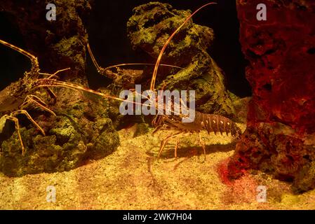 Two Mediterranean underwater lobsters on a sandy bottom facing each other Stock Photo