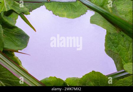 Frame made of leaves on a white background. Place for your text. Stock Photo
