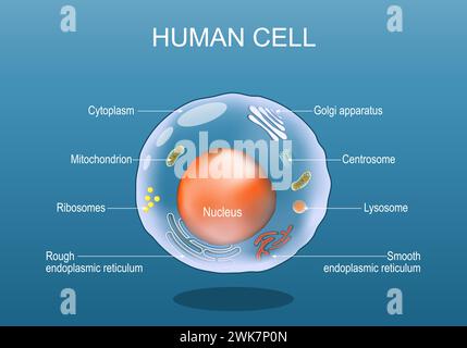 Human cell anatomy. Structure of a eukaryotic cell. All organelles: Nucleus, Ribosome, Rough endoplasmic reticulum, Golgi apparatus, mitochondrion, cy Stock Vector