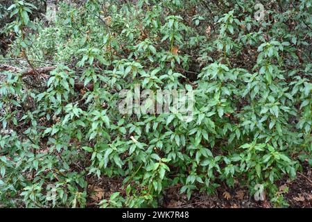 Laurel-leaved rock rose (Cistus laurifolius) is an evergreen shrub native to western Mediterranean Basin. This photo was taken in Prades Mountains, Ta Stock Photo