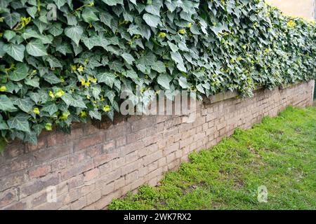 City wall with green fence. Stock Photo