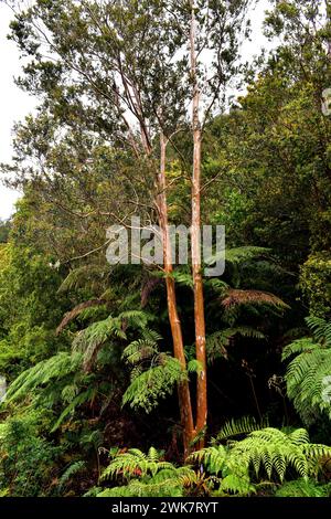 Arrayan chileno (Luma apiculata) is an evergreen tree native to temperate forests to Argentina and Chile. This photo was taken in Alerce Andino Nation Stock Photo