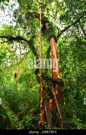 Arrayan chileno (Luma apiculata) is an evergreen tree native to temperate forests to Argentina and Chile. This photo was taken in Alerce Andino Nation Stock Photo