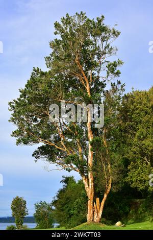 Arrayan chileno (Luma apiculata) is an evergreen tree native to temperate forests to Argentina and Chile. This photo was taken in Llanquihue Lake, Reg Stock Photo