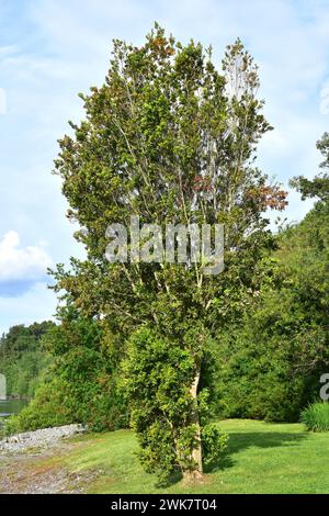 Arrayan chileno (Luma apiculata) is an evergreen tree native to temperate forests to Argentina and Chile. This photo was taken in Llanquihue Lake, Reg Stock Photo