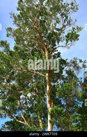 Arrayan chileno (Luma apiculata) is an evergreen tree native to temperate forests to Argentina and Chile. This photo was taken in Llanquihue Lake, Reg Stock Photo