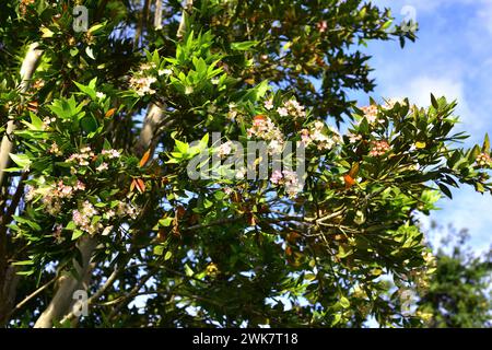 Arrayan chileno (Luma apiculata) is an evergreen tree native to temperate forests to Argentina and Chile. Flowers and leaves detail. This photo was ta Stock Photo