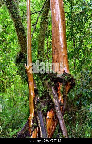 Arrayan chileno (Luma apiculata) is an evergreen tree native to temperate forests to Argentina and Chile. Trunk detail. This photo was taken in Alerce Stock Photo