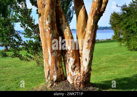 Arrayan chileno (Luma apiculata) is an evergreen tree native to temperate forests to Argentina and Chile. Trunk detail. This photo was taken in Llanqu Stock Photo